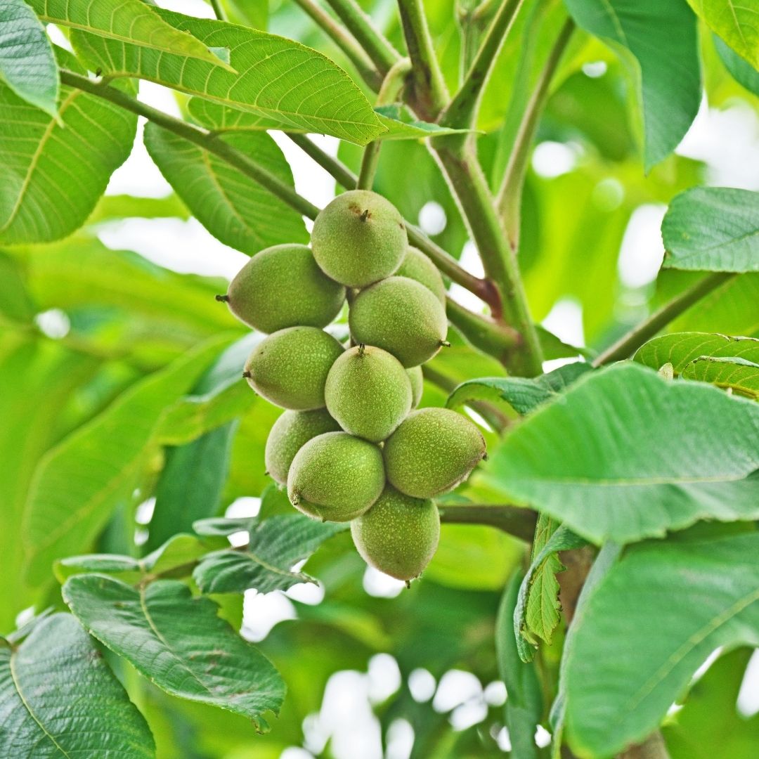 Ceviz İçi (500g)