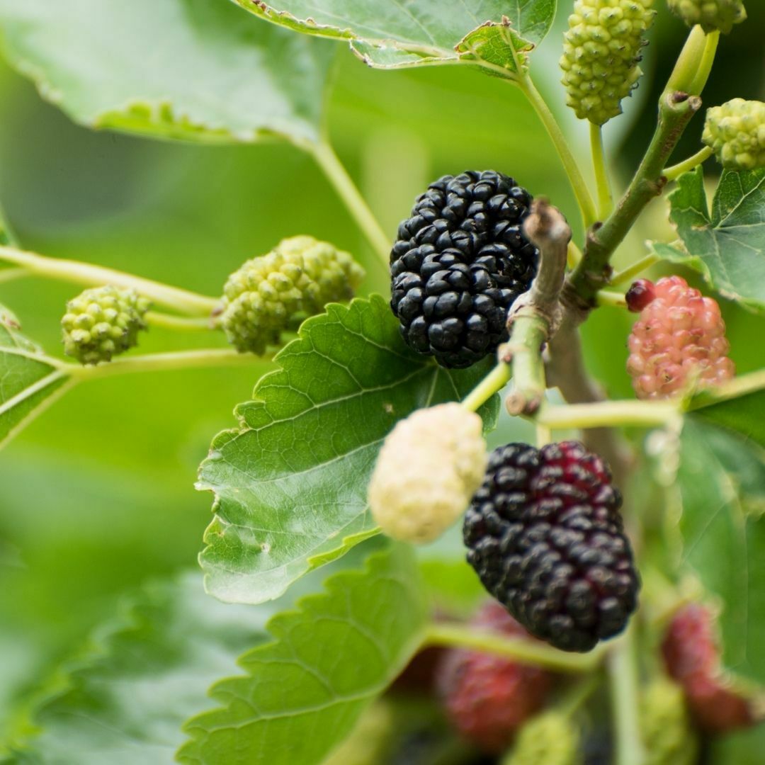 Karadut Kurusu - (1 Kg)