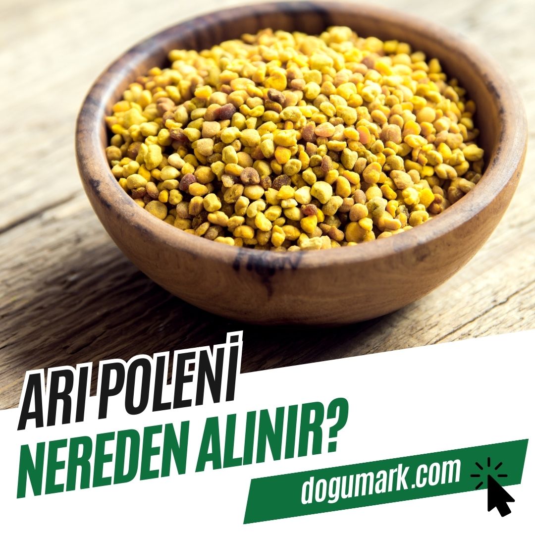 Arı Poleni Nereden Alınır? - DoğuMark
