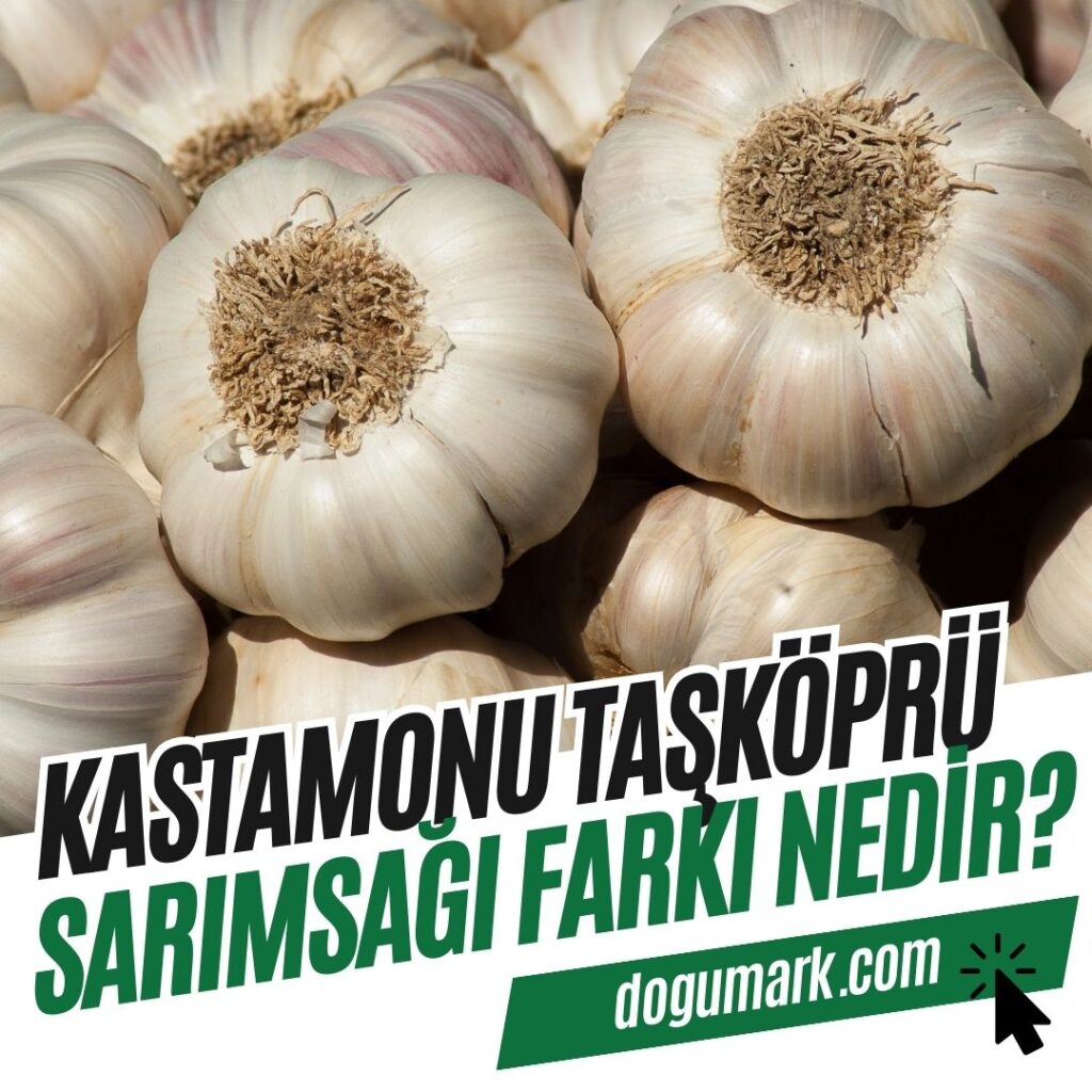 Kastamonu Taşköprü Sarımsağı Farkı Nedir