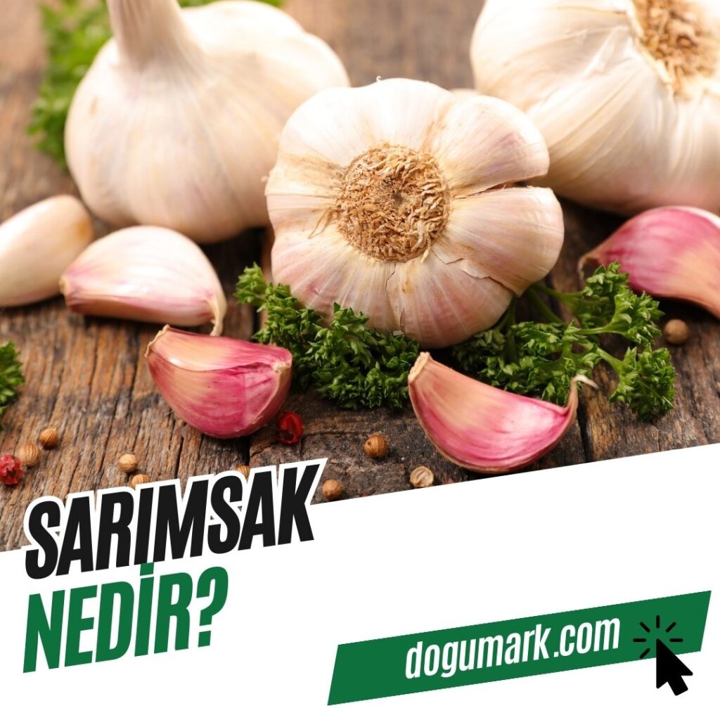 Sarımsak Nedir