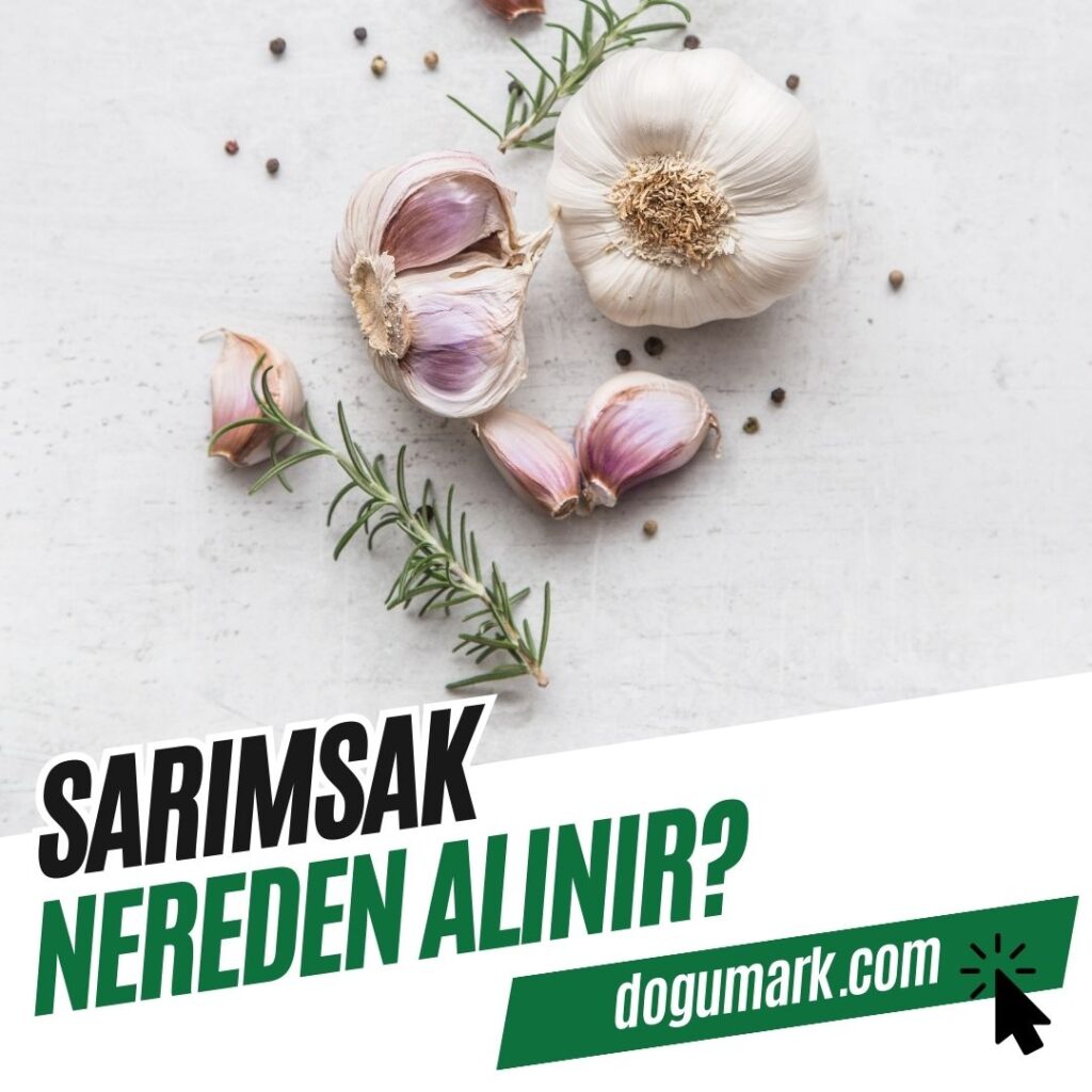 Sarımsak Nereden Alınır