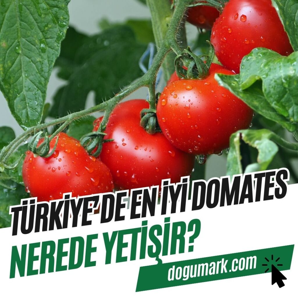 Türkiye'de En iyi Domates Nerede Yetişir