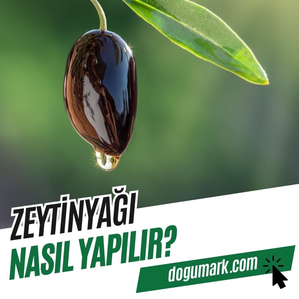 Zeytinyağı Nasıl Yapılır