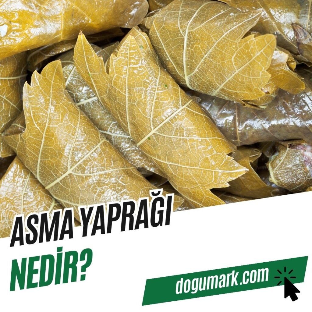 Asma Yaprağı Nedir