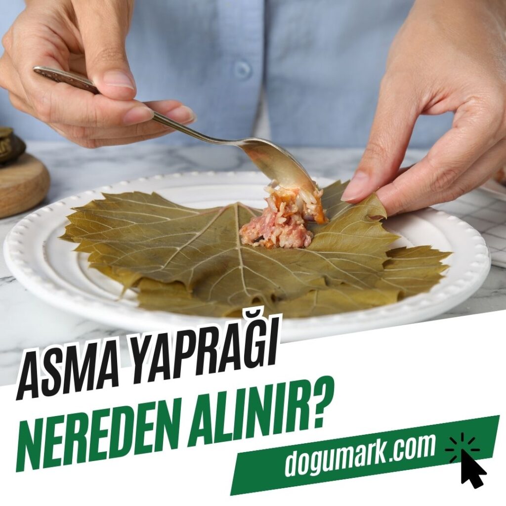 Asma Yaprağı Nereden Alınır