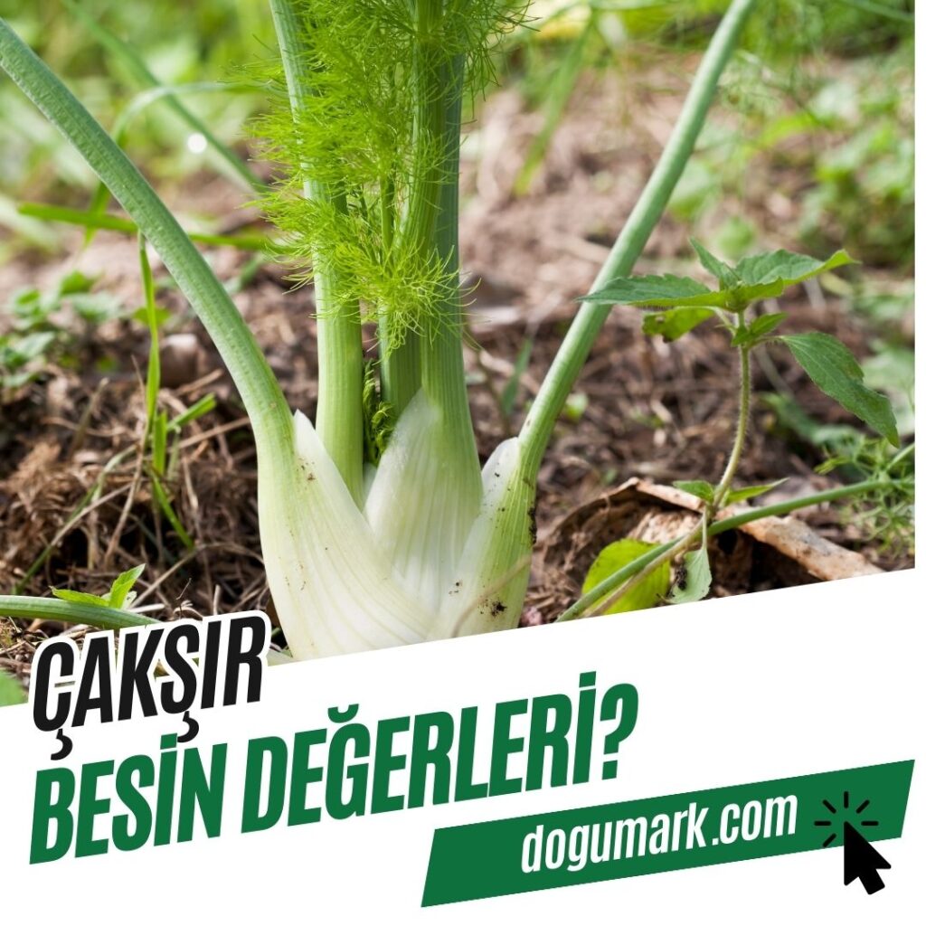 Çakşır Besin Değerleri