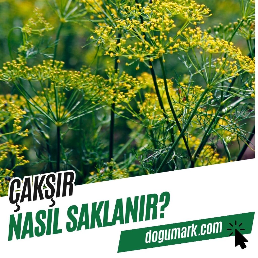 Çakşır Nasıl Saklanır