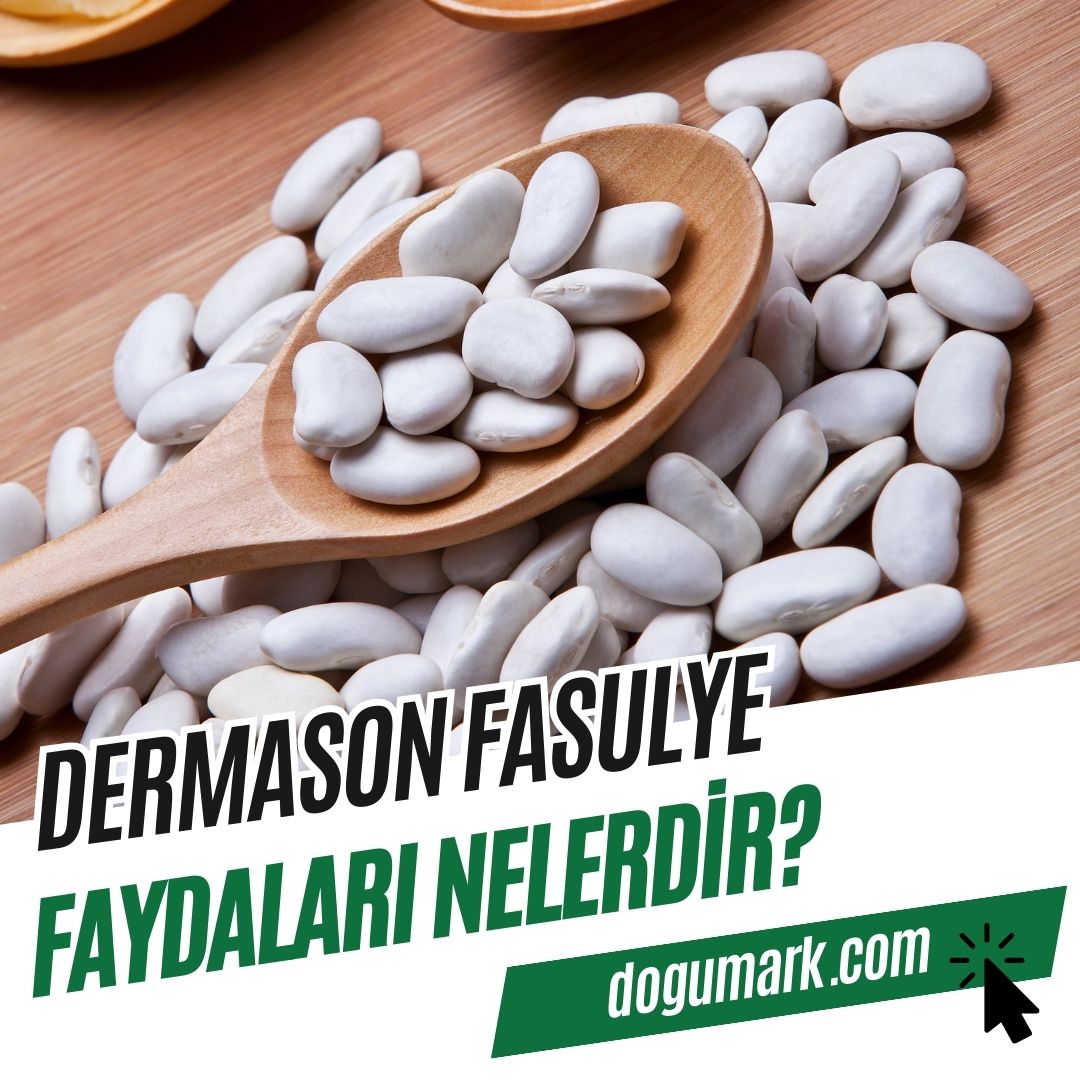 Dermason Fasulye Faydaları Nelerdir? - DoğuMark