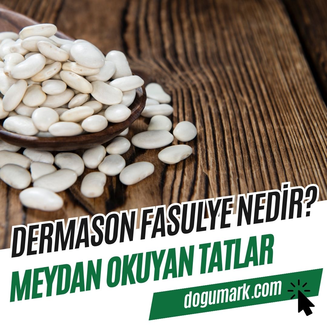 Dermason Fasulye Nedir? - DoğuMark