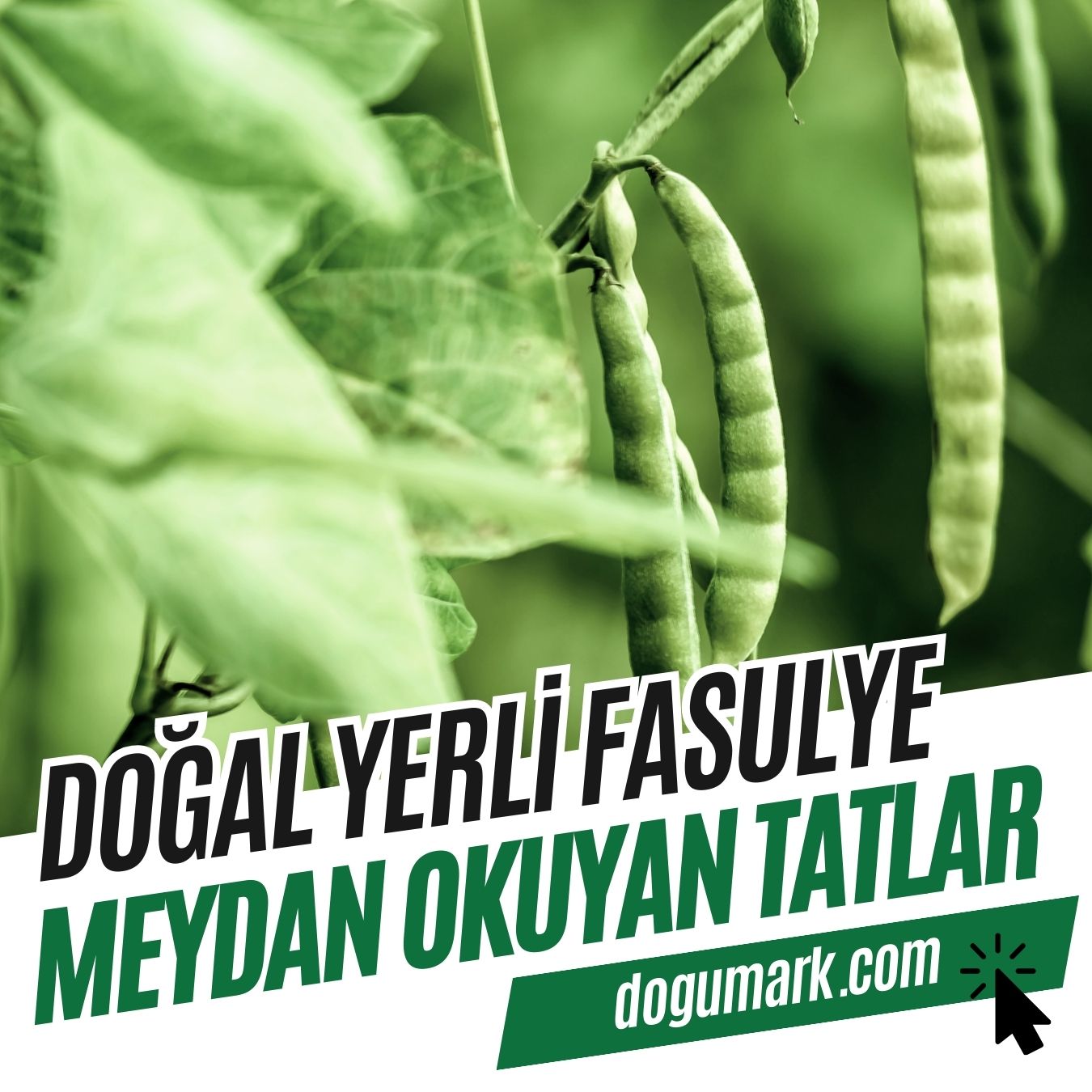 Doğal Yerli Fasulye