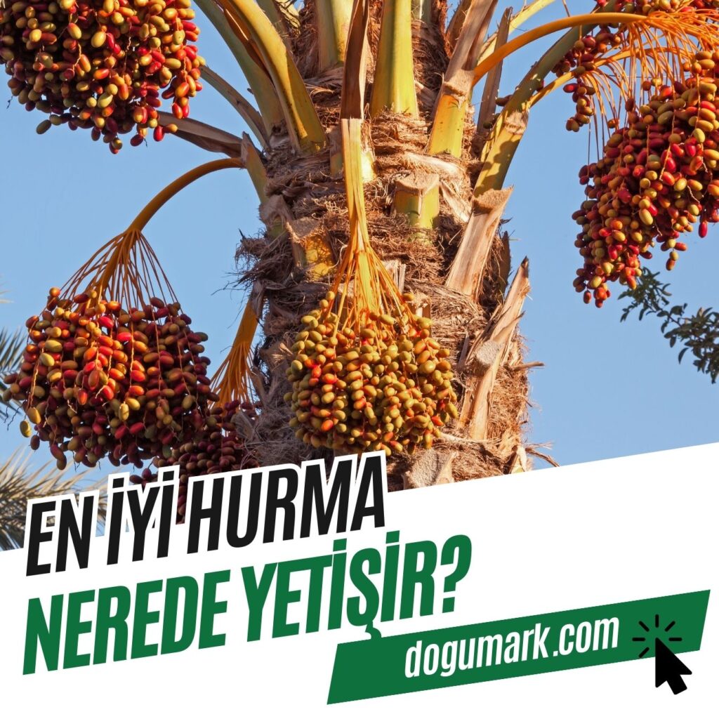 En iyi Hurma Nerede Yetişir