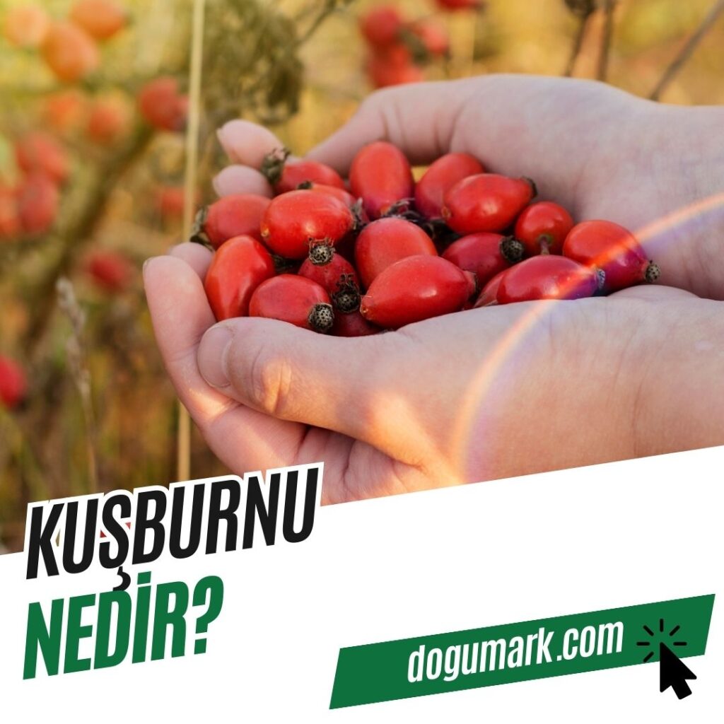 Kuşburnu Nedir