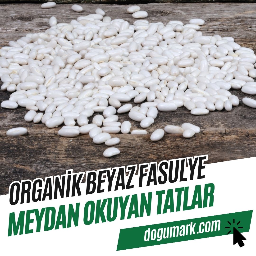 Organik Beyaz Fasulye