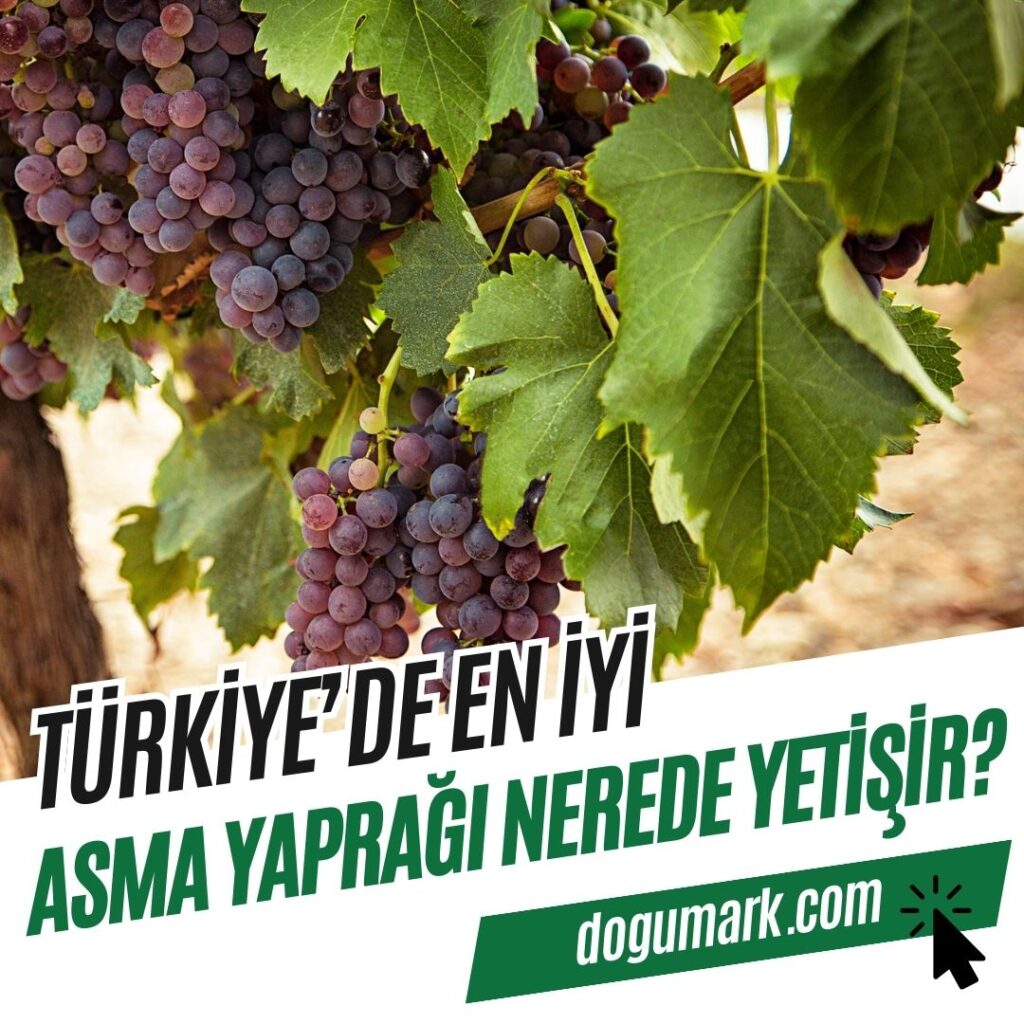 Türkiye'de En iyi Asma Yaprağı Nerede Yetişir