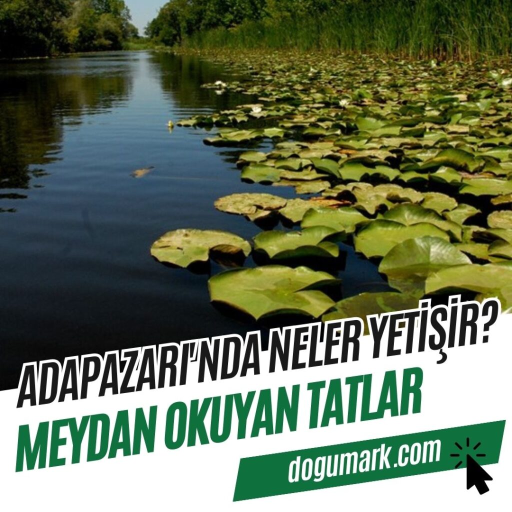 Adapazarı'nda Neler Yetişir