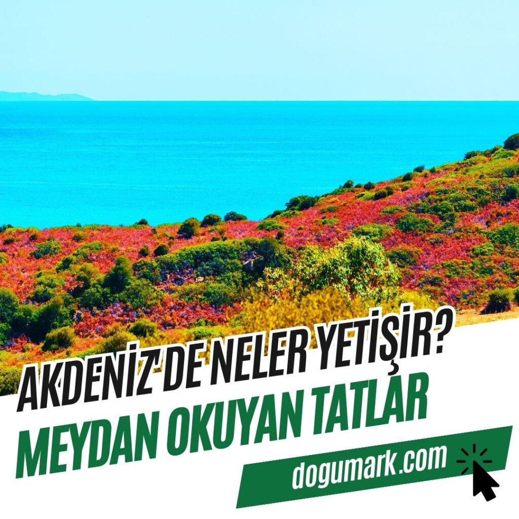 Akdeniz'de Neler Yetişir